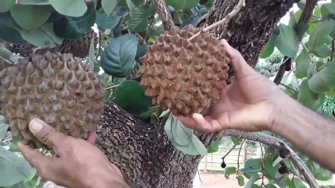 AS 5 PRINCIPAIS FRUTAS NATIVAS DO NORDESTE #CAATINGA.