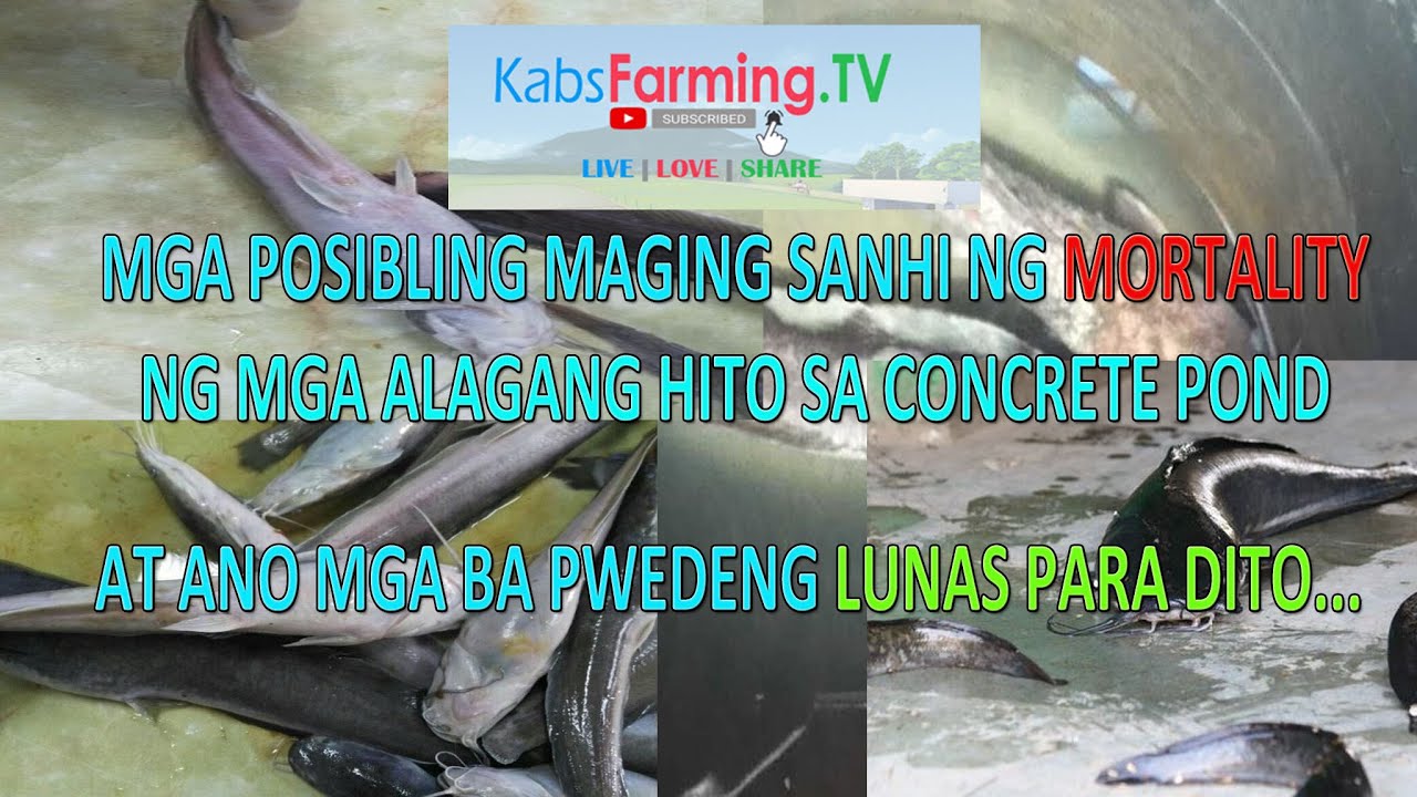 MGA POSIBLING MAGING SANHI NG MORTALITY NG MGA ALAGANG HITO SA CONCRETE POND | CATFISH FARMING