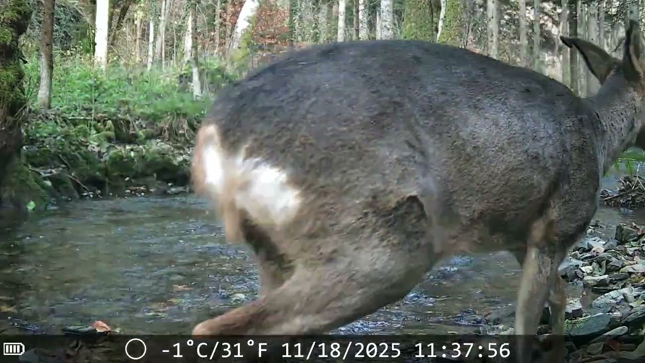 Beobachtungen am Bach in der Eifel. Herbst und Winter. Waschbär, Nutria, Wildschwein, Reh, Rothirsch