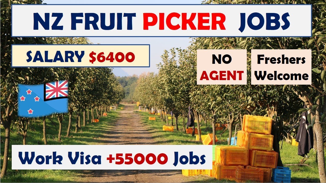 New Zealand Fruit Picking Jobs | New Zealand Work Visa 2025 | New Zealand Work Permit | Owafk Africa