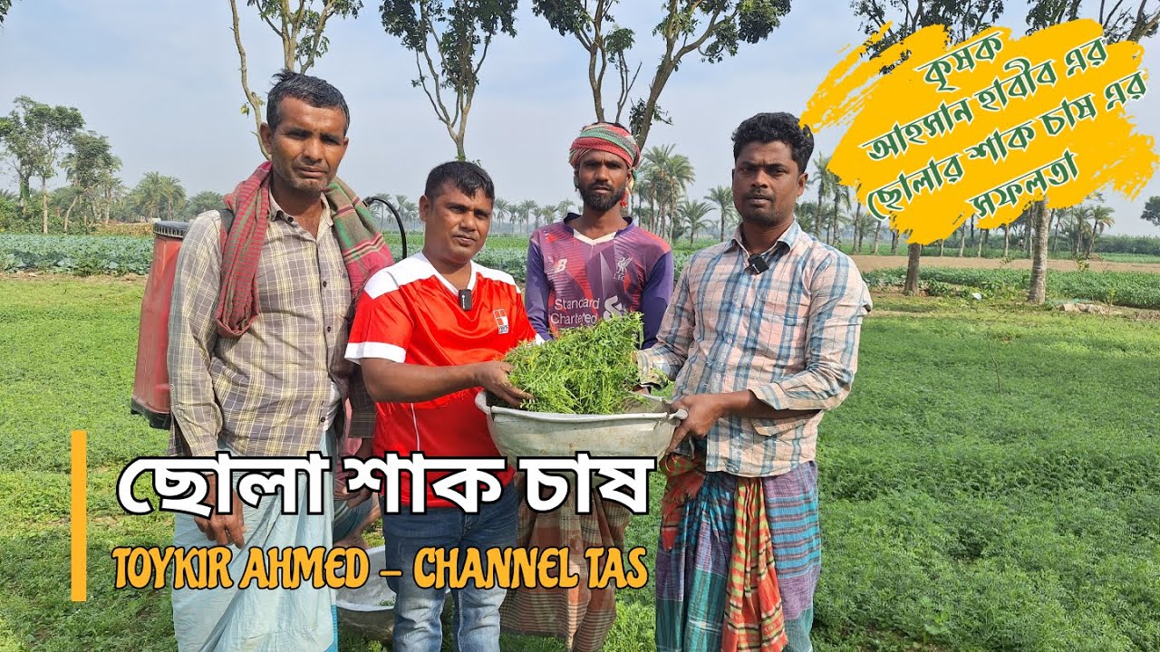 ছোলা শাক চাষ | কম খরচে বেশি লাভ | জানুন ছোলা শাক চাষের কৌশল!