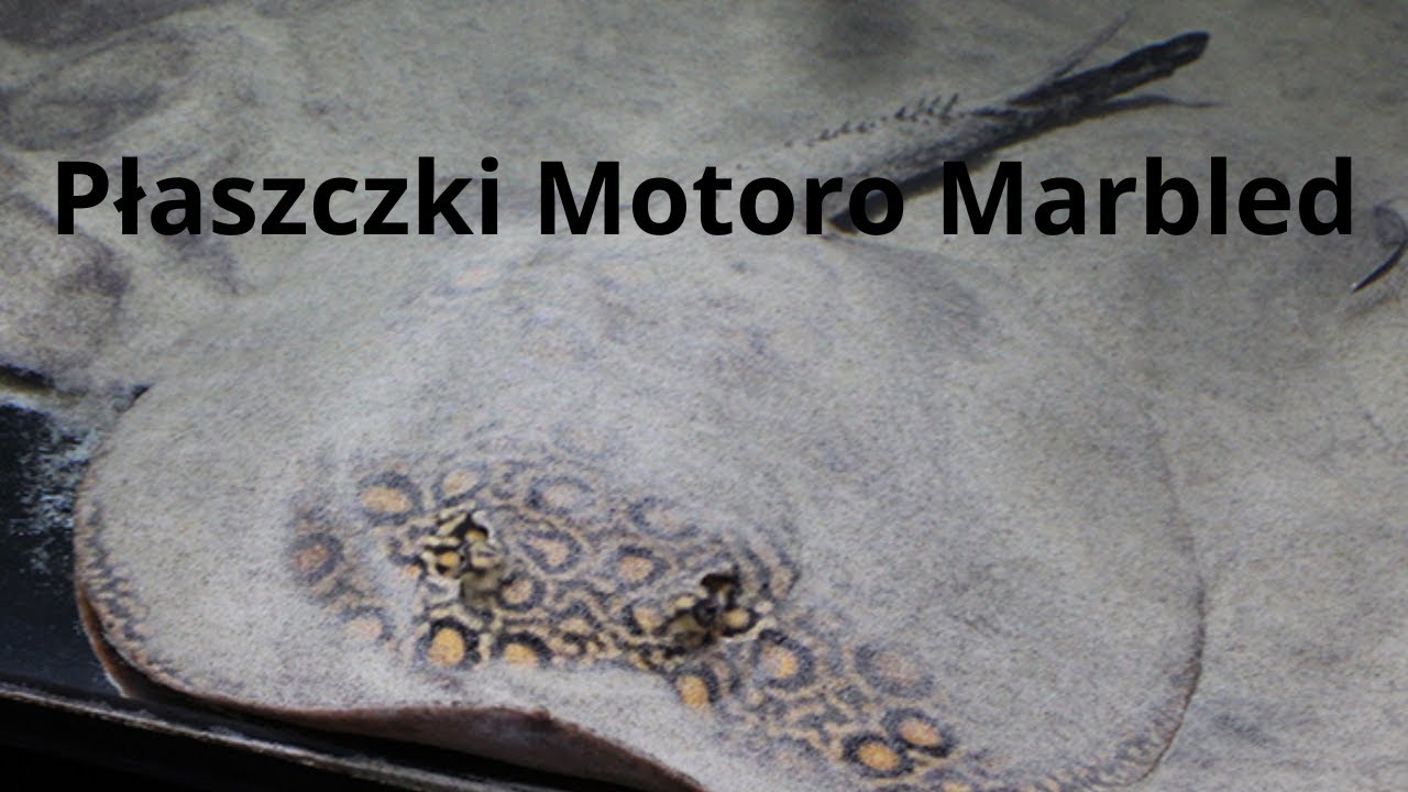 Płaszczki Potamotrygon Motoro Marble Akwarium 1200 L