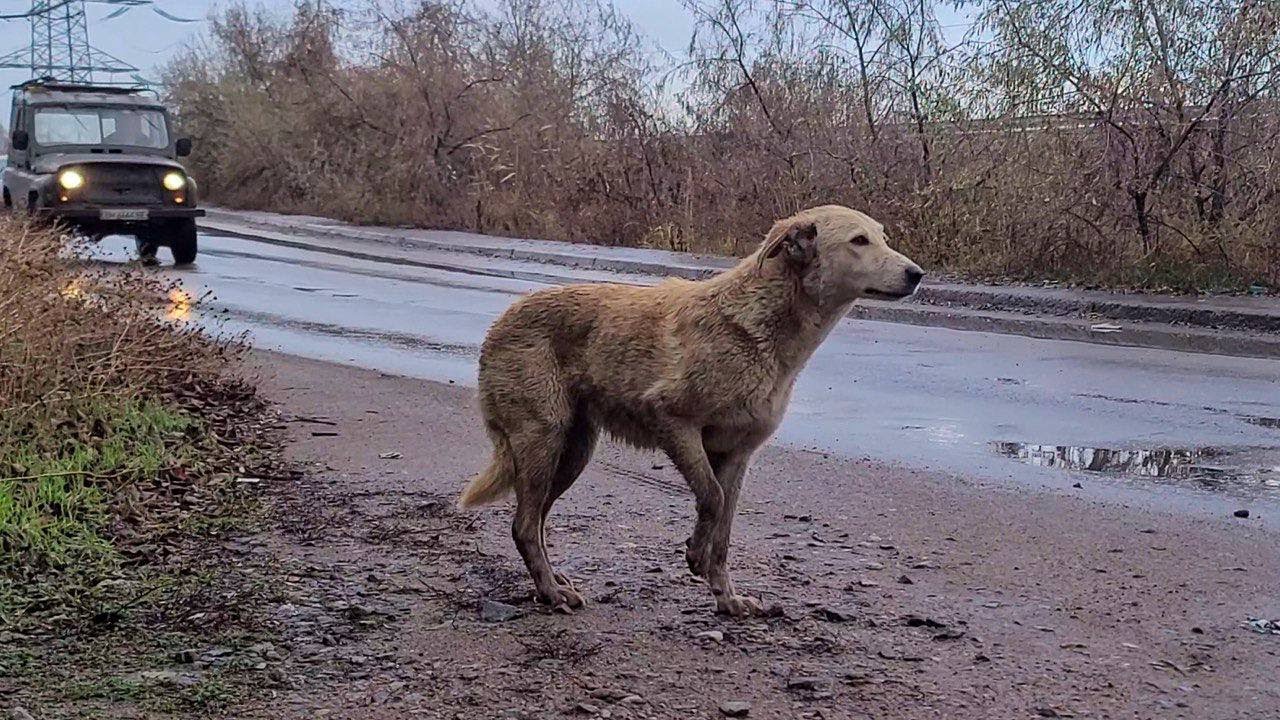 Wet Hungry Stray Sogs Came out to the Road Asking for Help After Rainstorm