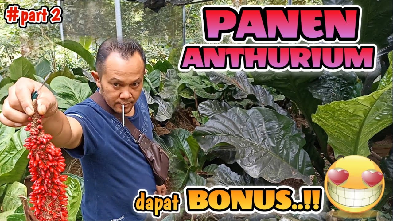 PANEN ANTHURIUM DAPAT BONUS TONGKOL..!! 🥰 | KANDANG NOGOROJO (part 2)