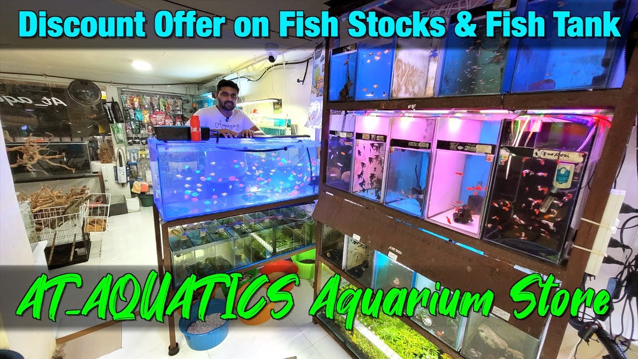 New Fish Stock at AT_Aquatics Aquarium Store I Delivery Available All Over Mumbai