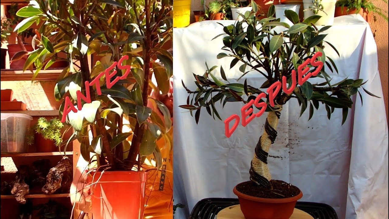 Proyecto fusión ficus elastica petite melany - parte 1