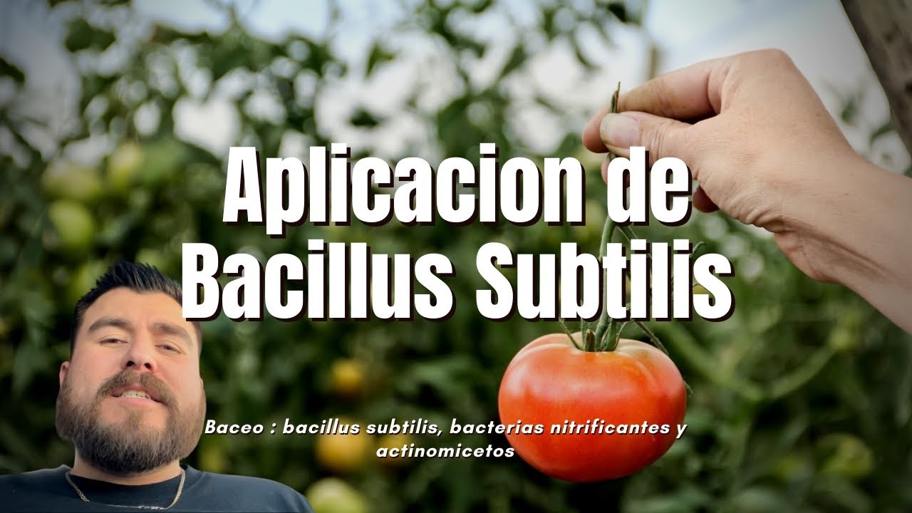 Aplicando bacillus subtilis (Baceo) en cultivo de tomate . 🌱🍅