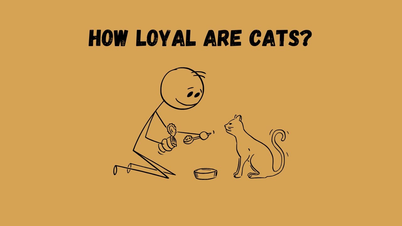 How loyal are cats, simplified