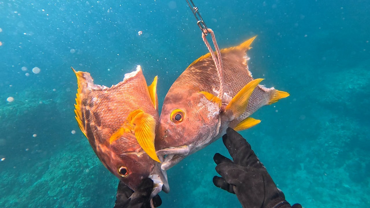 【素潜り魚突き】2024年6月30日【spearfishing in JAPAN】