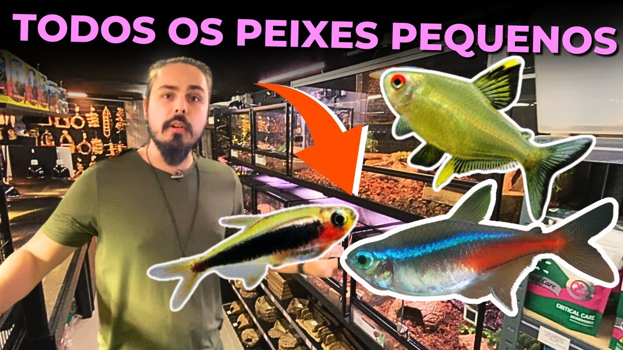 TOUR PELOS PEIXES PEQUENOS PARA AQUÁRIOS PEQUENOS DA ECOTOP