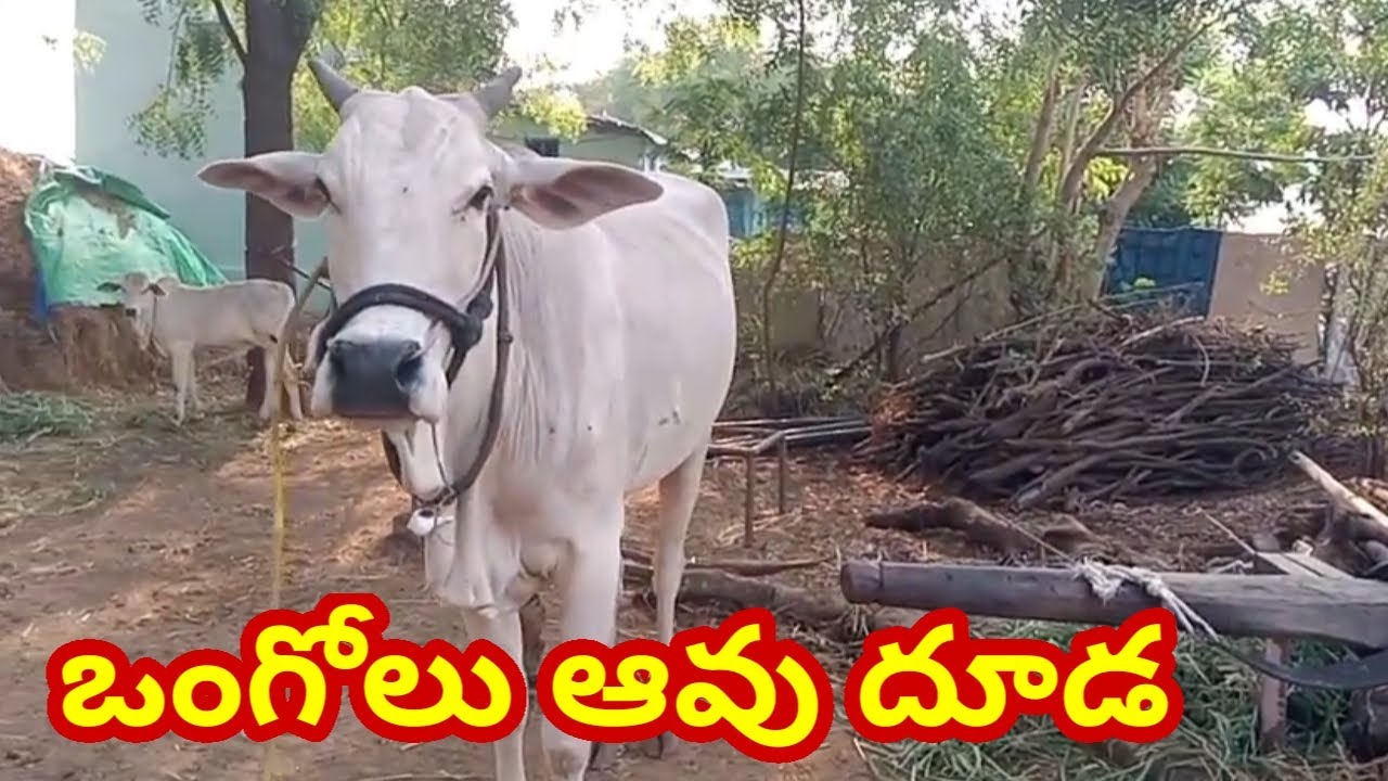 Pure Ongole Cow calf 7306036354 ఒంగోలు ఆవు దూడ అమ్మకానికి #cow