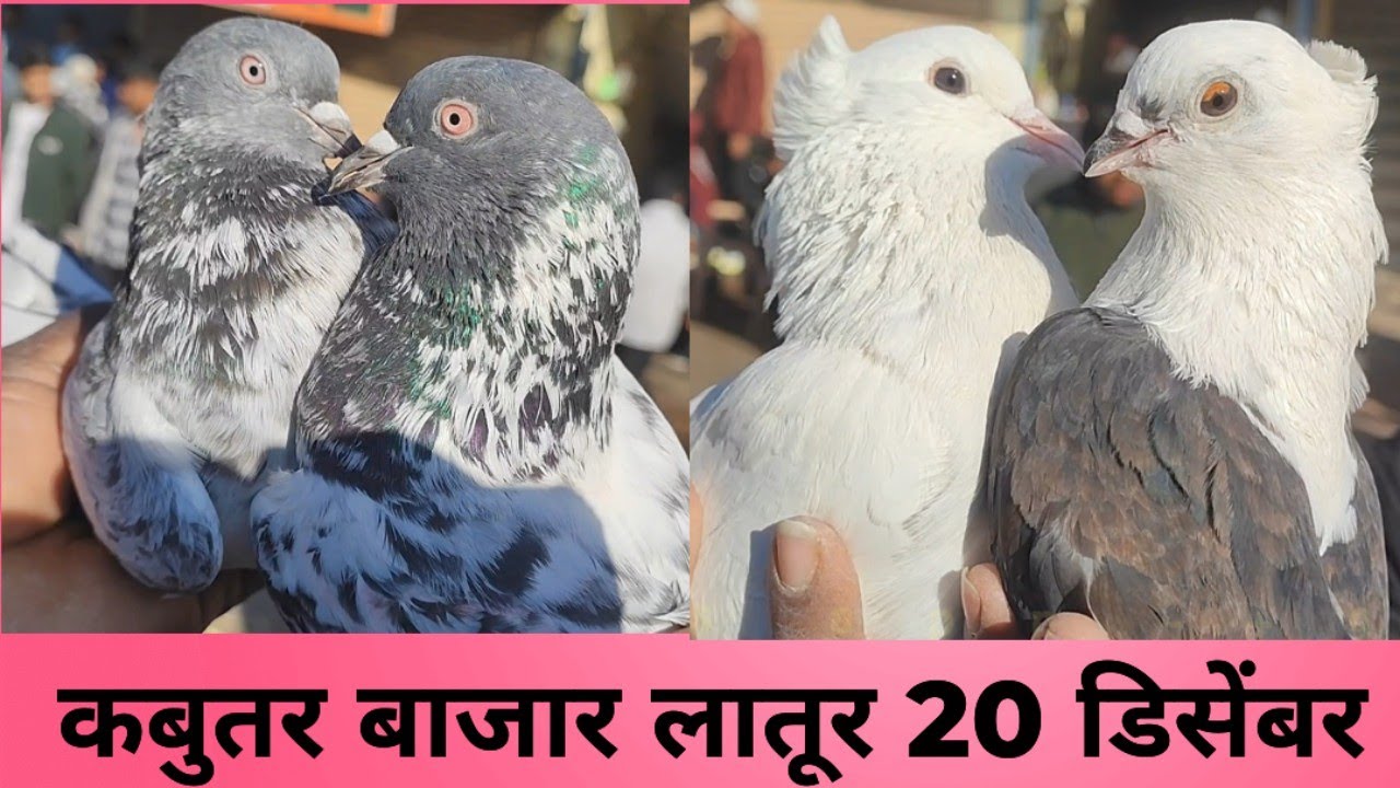 😍कबुतर बाजार लातूर 20 डिसेंबर 2025