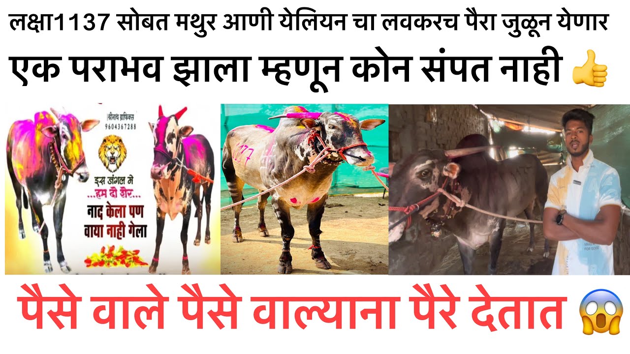 लक्षा 1137सोबत मथुर आणि येलियन चा लवकरच पैरा जुळून येणार | पैसे वाले पैसे वाल्याना पैरा देतात 🤔