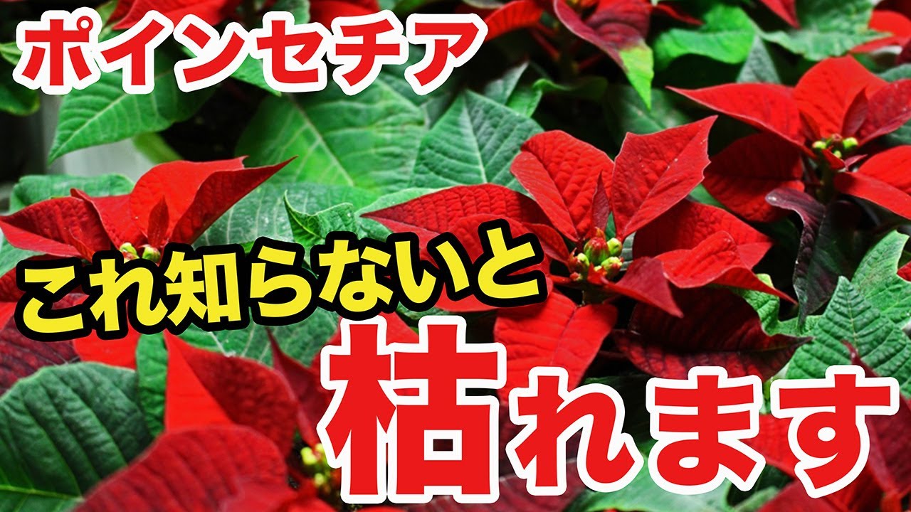 【ガーデニング】失敗しにくいポインセチアの育て方と管理方法