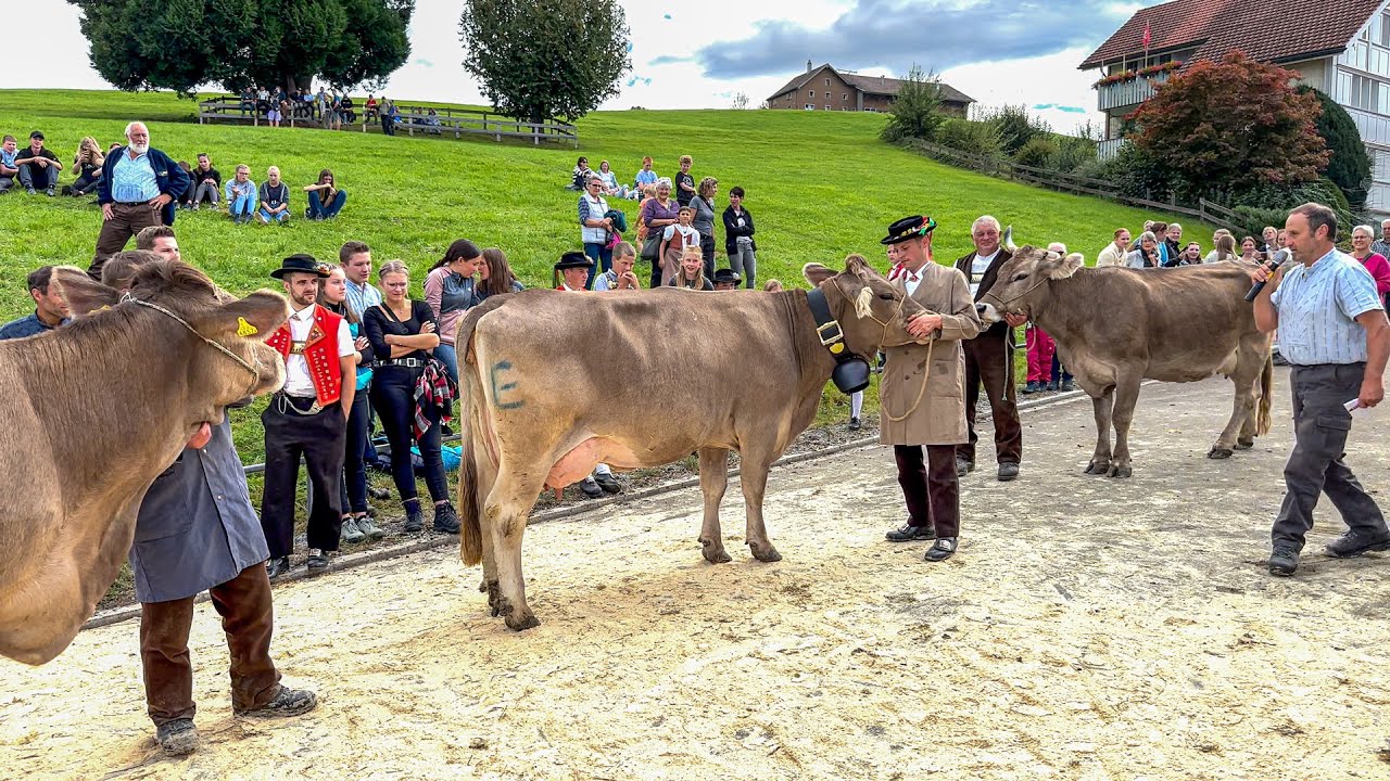 [Part 2] Cattle Show Hundwil 🐮 Custom in Switzerland🇨🇭Yodeling and awarding the cows 🏅 🫶