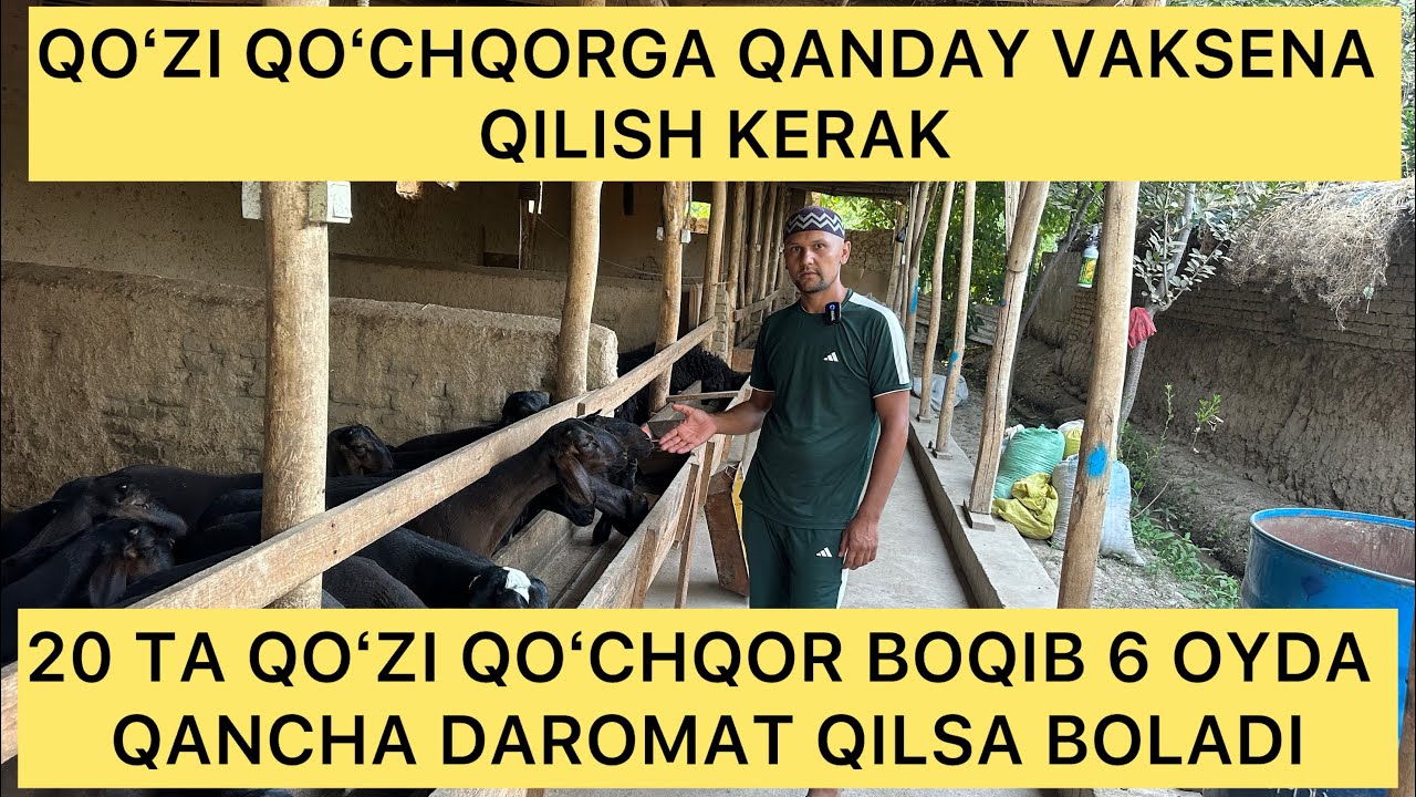 6 OYLIK QOZIGA QANDAY VAKSENALAR QILISH  KERAK 20 DONA QOZIDAN 6 OYDA QANCHA DAROMAT QILSA BOLADI