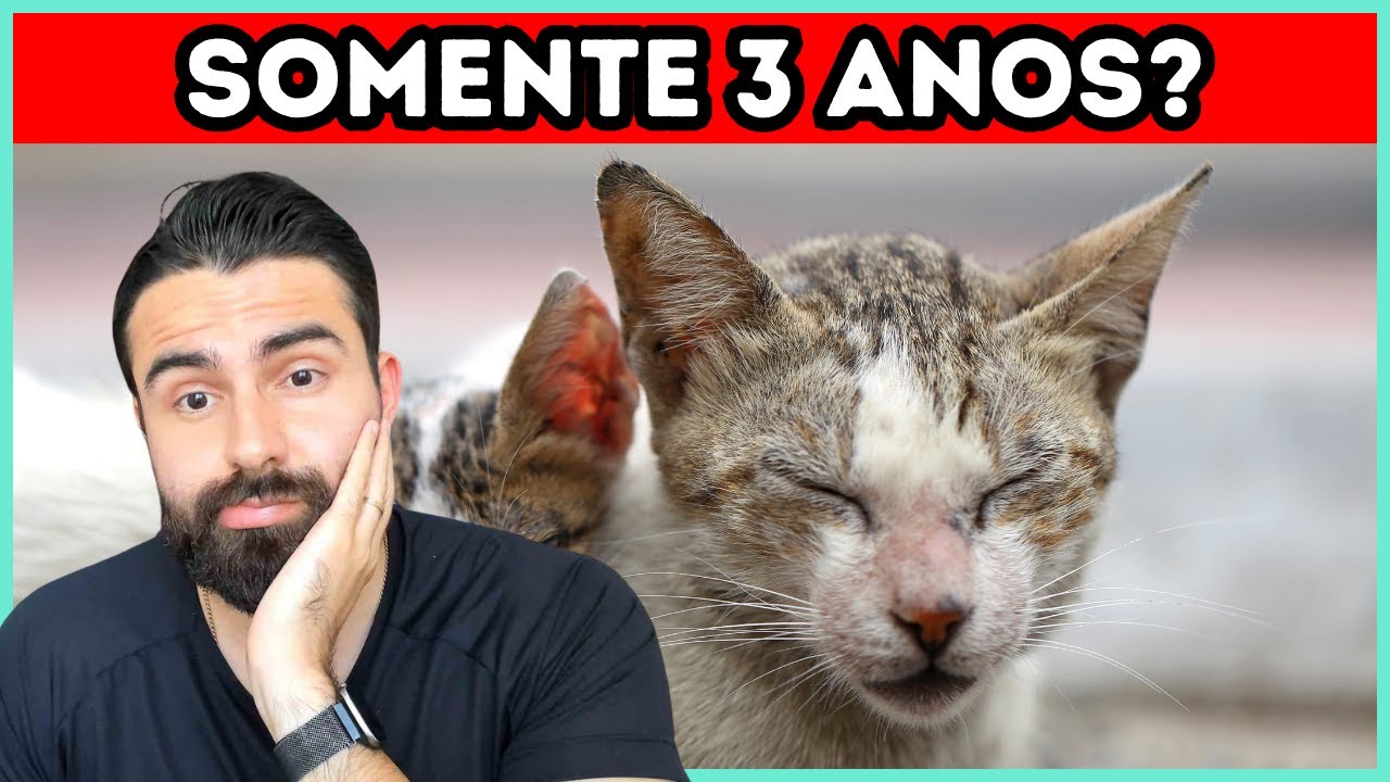 Quanto Tempo Um Gato FeLV (+) Vive?