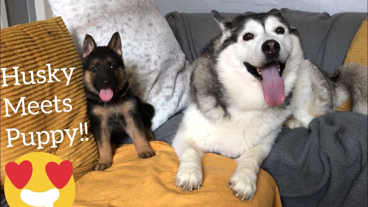 HUSKY MEETS NEW PUPPY!!!