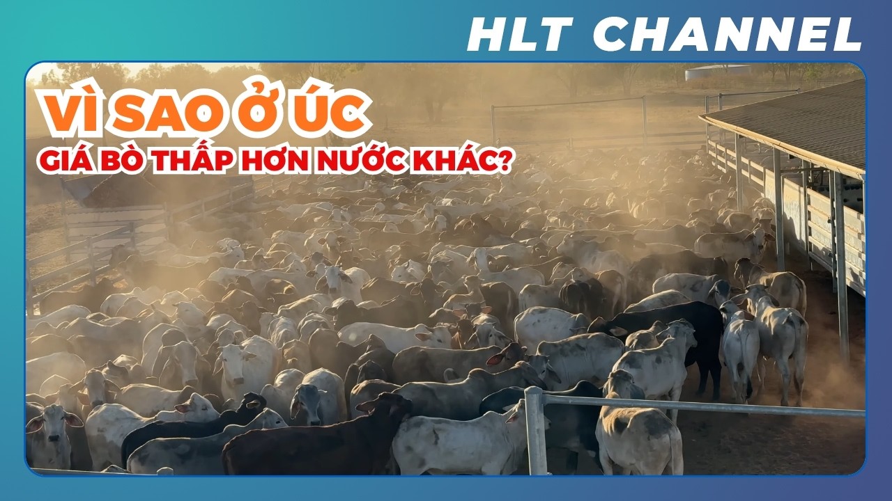 Vì Sao Ở Úc Giá Bò Luôn Rẻ Hơn So Với Các Nước Khác? |Kalala Station - Australia