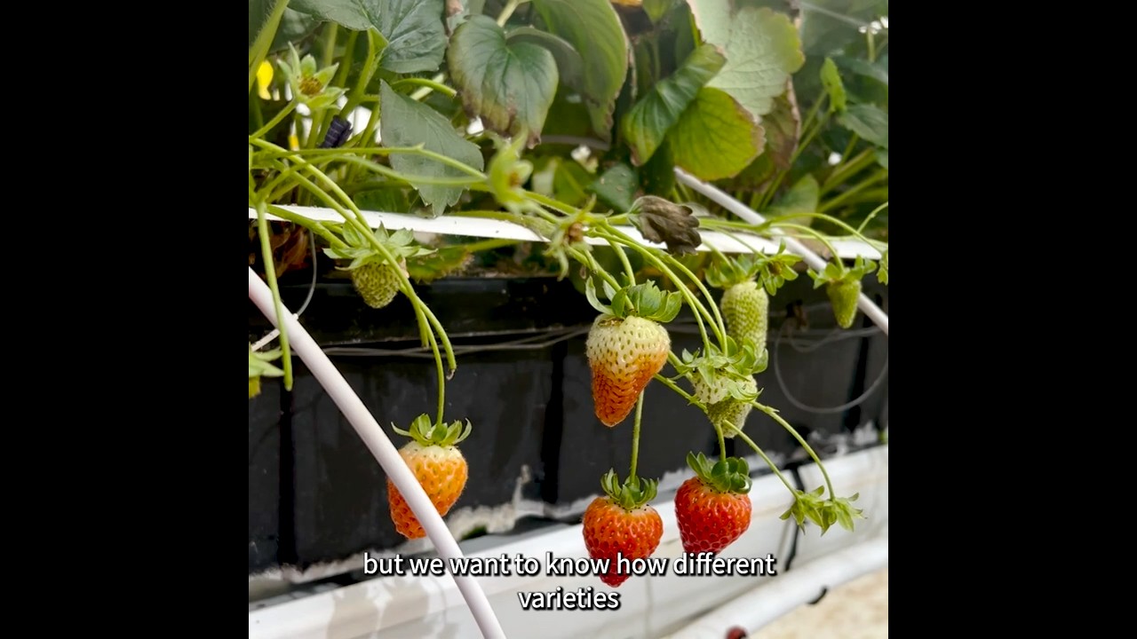 Research on LED Lighting for growing strawberries indoors | Enriching Students at KPU