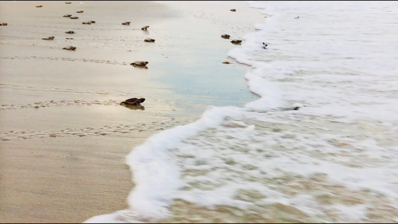 Sea Turtles Hatching on Edisto Island, South Carolina