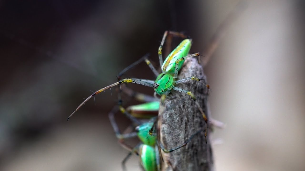 Nowe pająki!! Peucetia lucasi oraz (pod)WODNE Ancylometes sp.&rdquo;Nicaragua