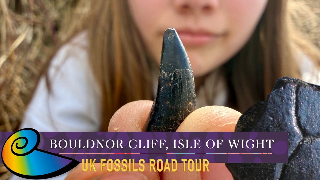 Fossil Hunting at Bouldnor Cliff, Isle of Wight | UK Fossils Road Tour