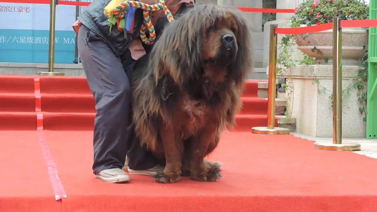 King of Tibetan Mastiff in China,Worth tens of millions价值千万的名贵藏獒展