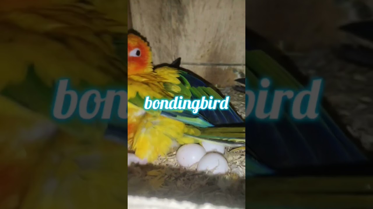 #Breeding Success of #SunConure Bird Eggs for the #second time