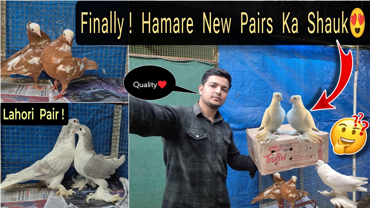 My New Pigeons 😍 Surprise 😱🕊