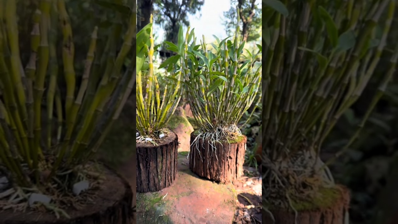 Learning techniques grafting dendrobium nobile with amazing simple grafting plant #plants #orchid