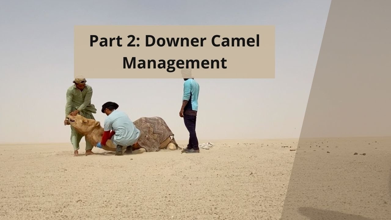 Part 2: Downer Camel Management