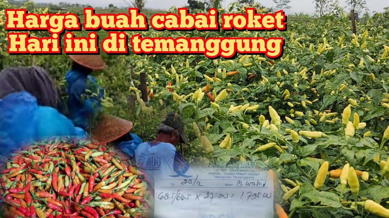 pemetikan cabai ROKET