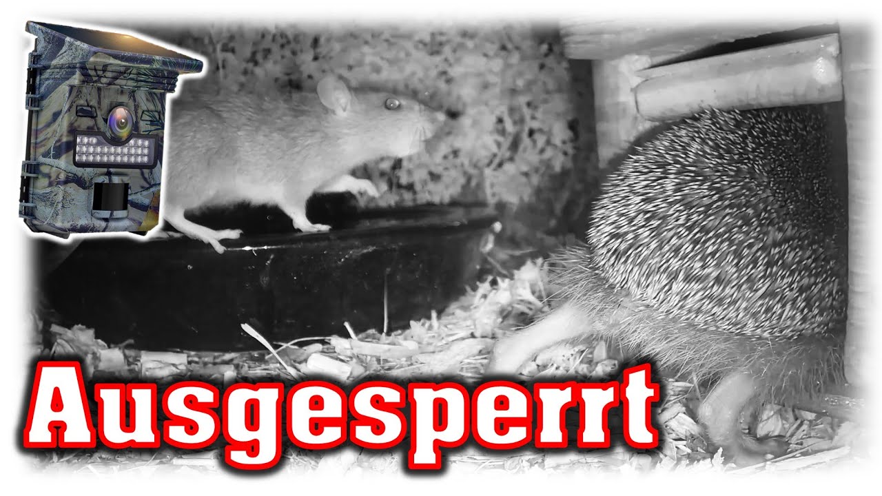 Neue Wildkameras am Igel-Futterhaus 🦔 Bleiben Ratten ausgesperrt? 🐀 Rätselhaftes Vogelsterben