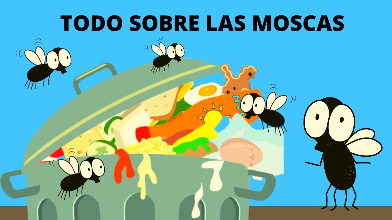 LAS MOSCAS/ TODO SOBRE LAS MOSCAS/ LAS MOSCAS EN ESPAÑOL PARA NIÑOS