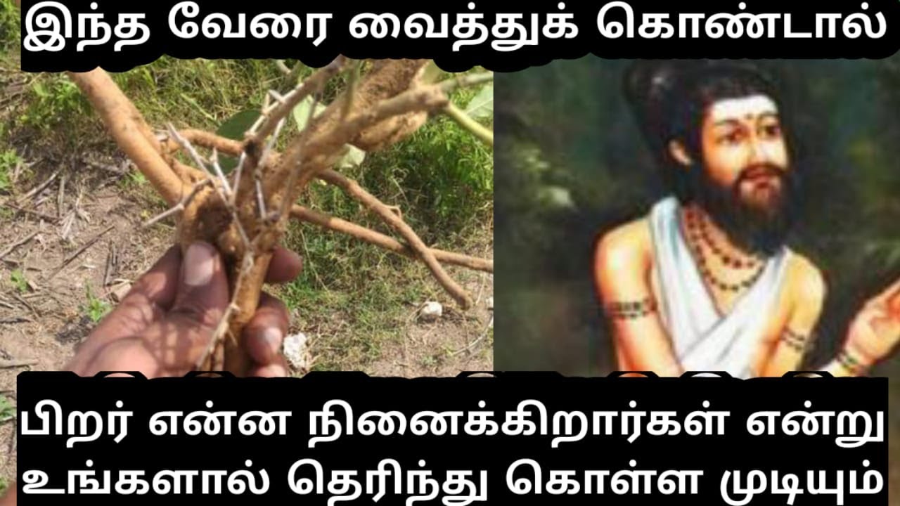 #aura #meditation இந்த மூலிகை வேரை கையில் வைத்து பிறர் மனங்களை படியுங்கள்|குறி சொல்வது எப்படி?|