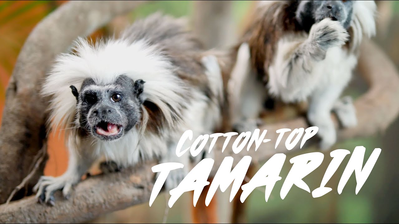 Cotton-top Tamarin