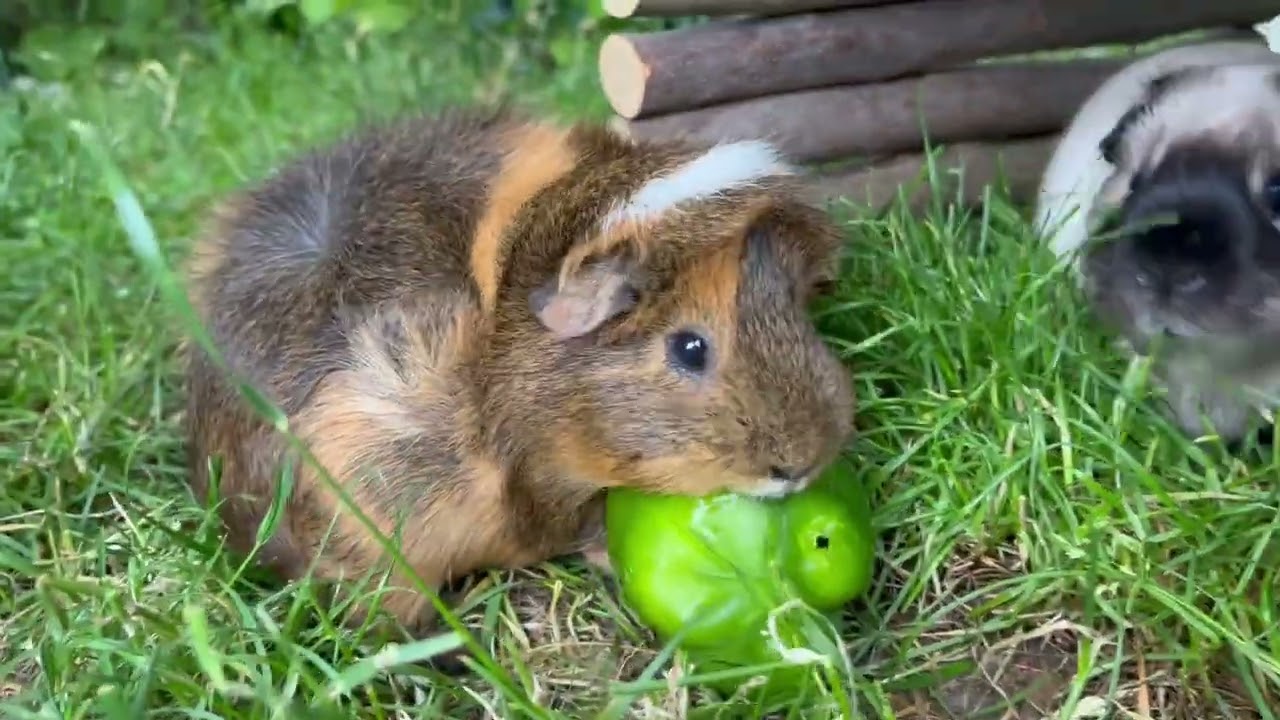 Green bell peppers in the garden for my guinea pigs