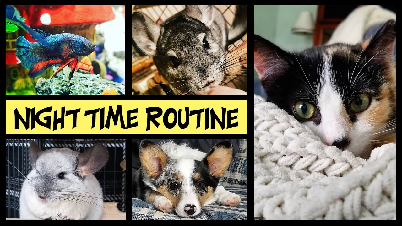 EVENING ROUTINE WITH 9 PETS | This is what I do EVERY NIGHT! | Pet Care Routine 2020