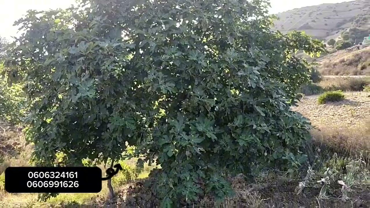 قطعة أرضية نواحي ملوسةواصل ماء و الكهرباء هكتار و 1000متر و تفاصيل اخرى في الفيديو