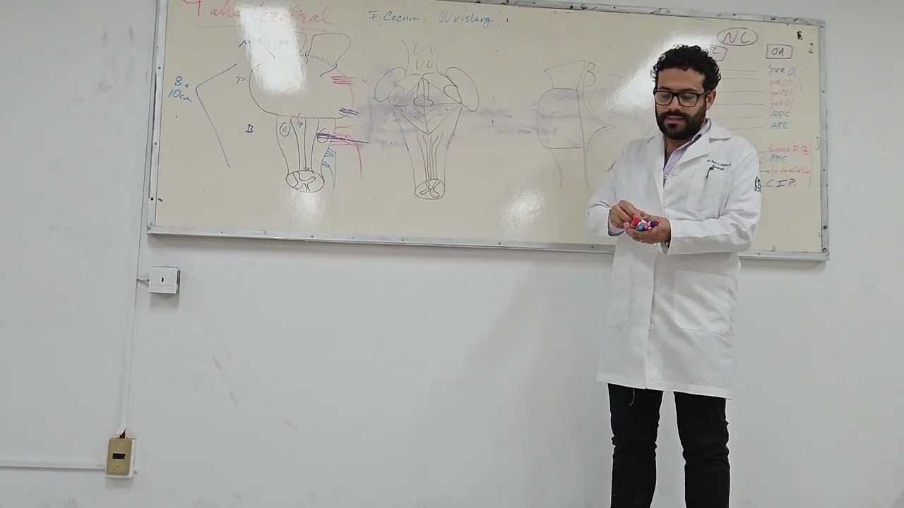 Clase neuro - Tallo cerebral