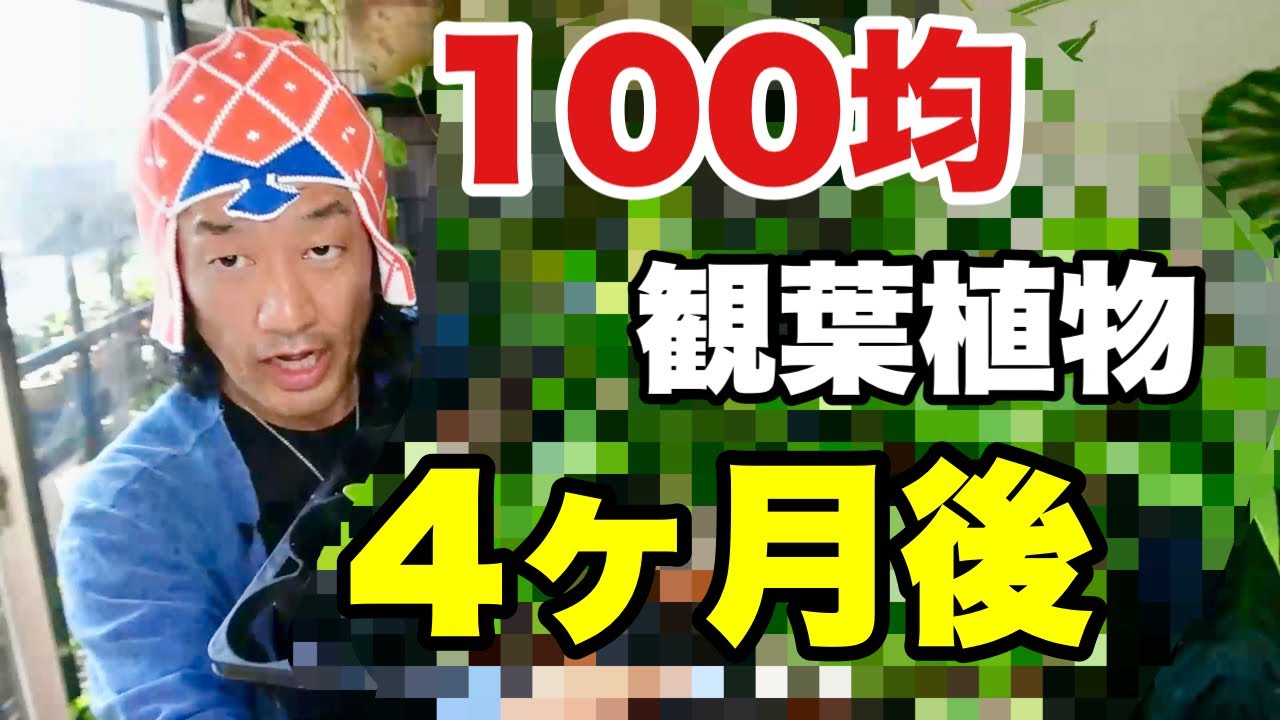 １００均観葉植物の4ヶ月後が凄い　　　【園芸超人カーメン君】【超人的育て方】