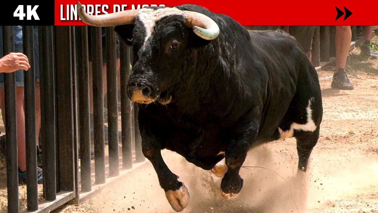 VACAS Y TOROS BRAVOS EN LINARES DE MORA ▪ 4K ▶ Ganaderías EL VAL, PABLO MAYORAL y BARCIAL