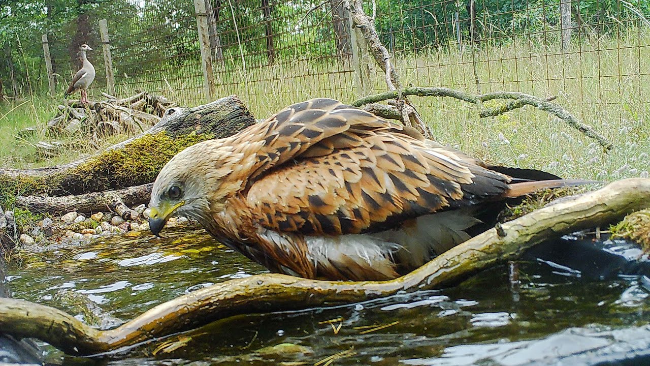 Vögel beim Baden Teil 1 #Wildtierkamera