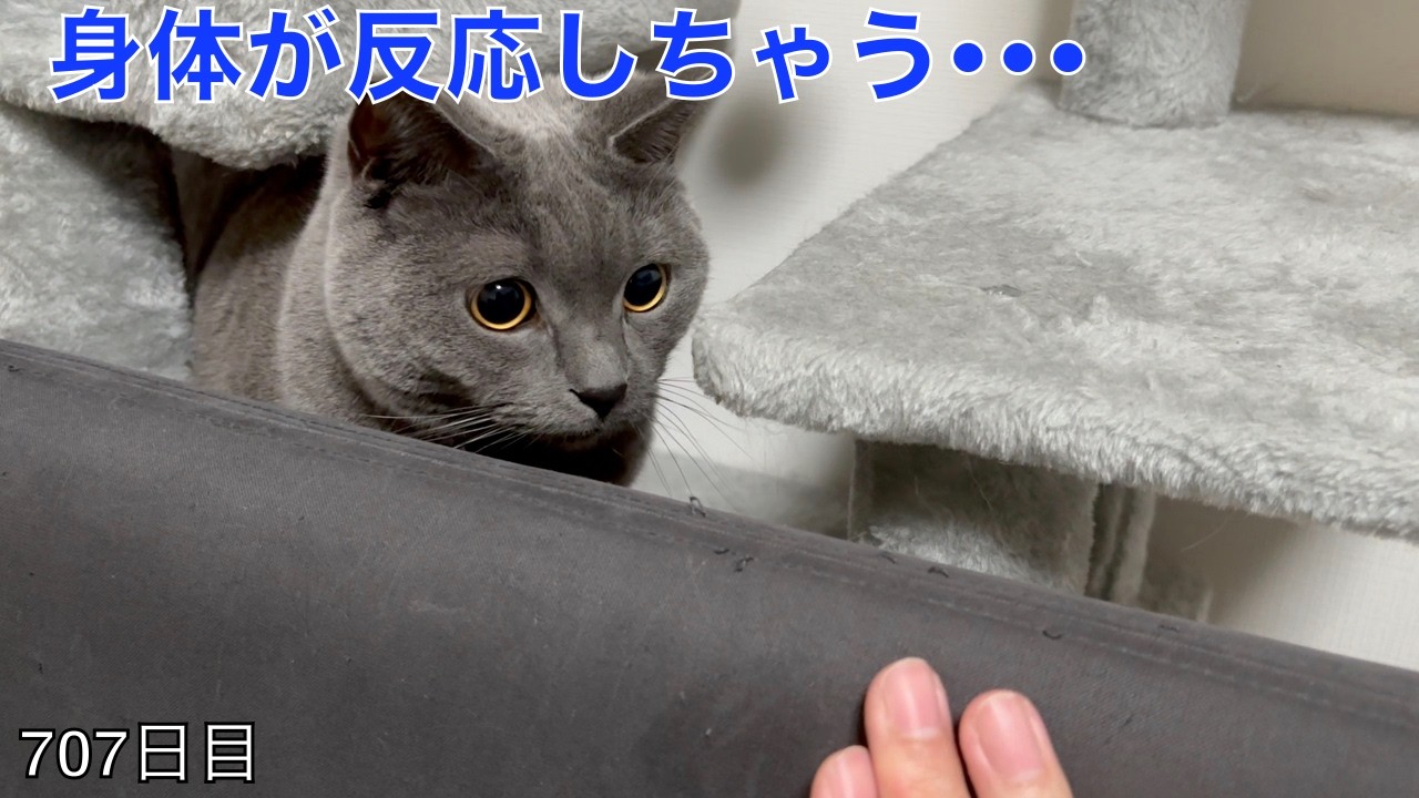 【スコ猫トト君】チラ見せをさせられると本能には逆らえないみたいですwww
