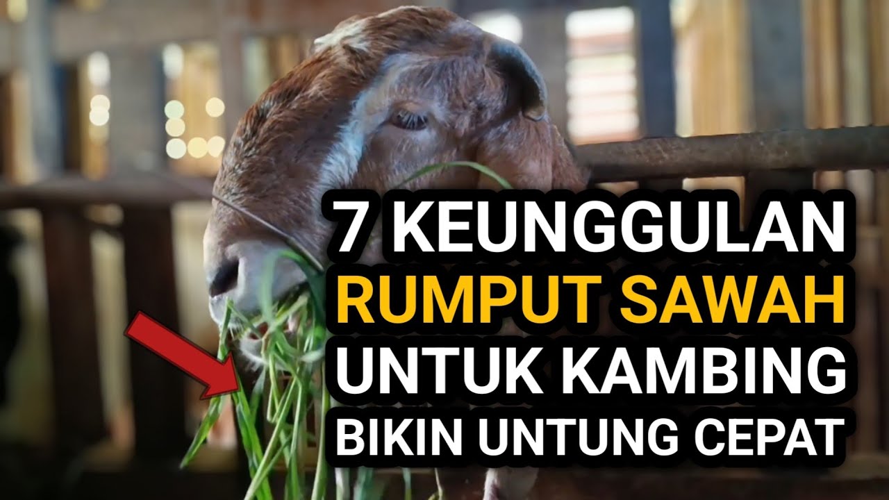 7 Keunggulan Rumput Sawah yang Bikin Kambing Cepat Gemuk & Cepat Untung 