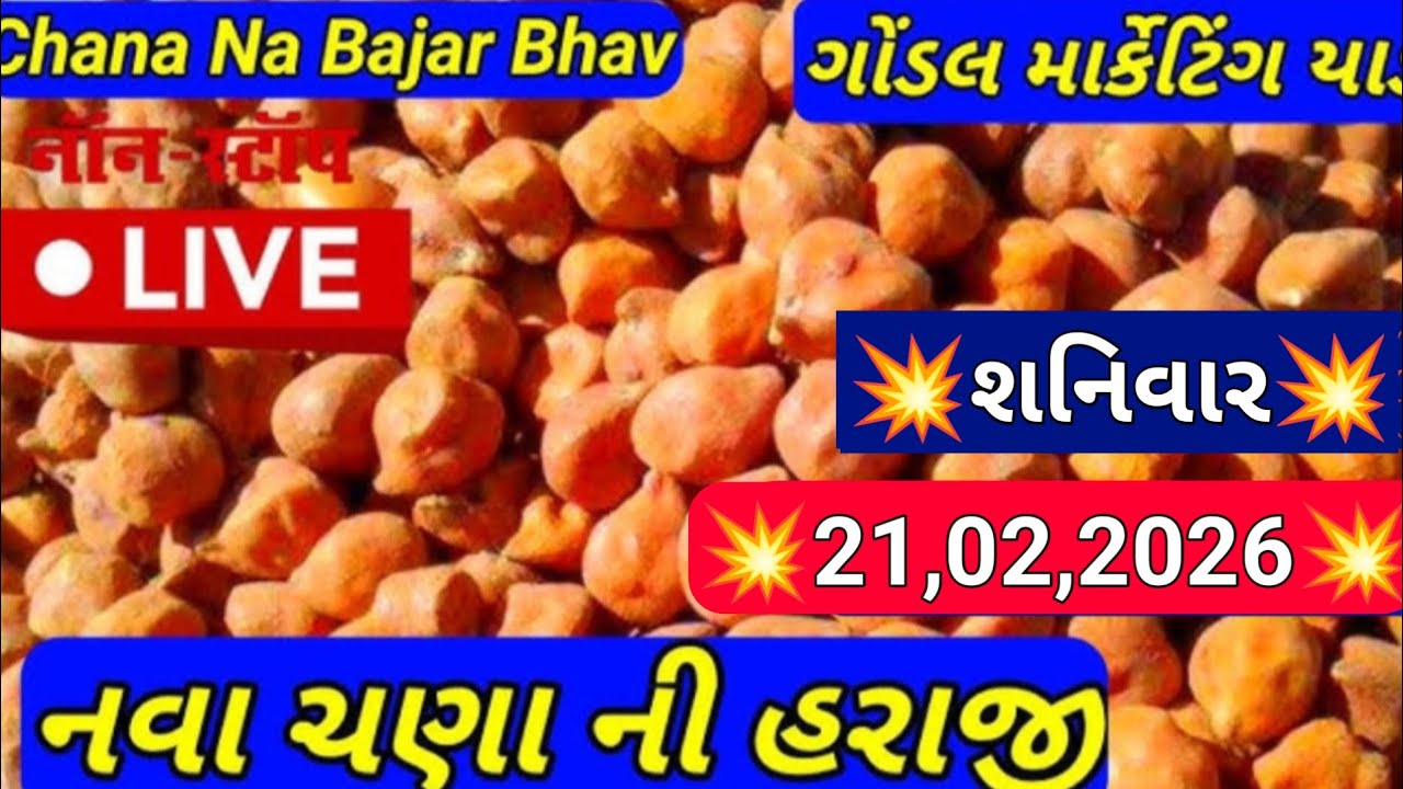 આજના ચણાના બજાર ભાવ / ગોંડલ ચણા ના બજાર ભાવ  /કાબુલી ચણાના ભાવ 21