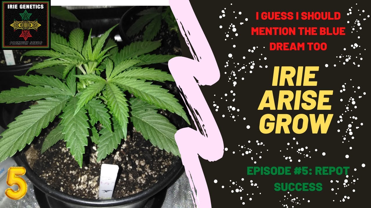 Irie Arise #5 Repot Success