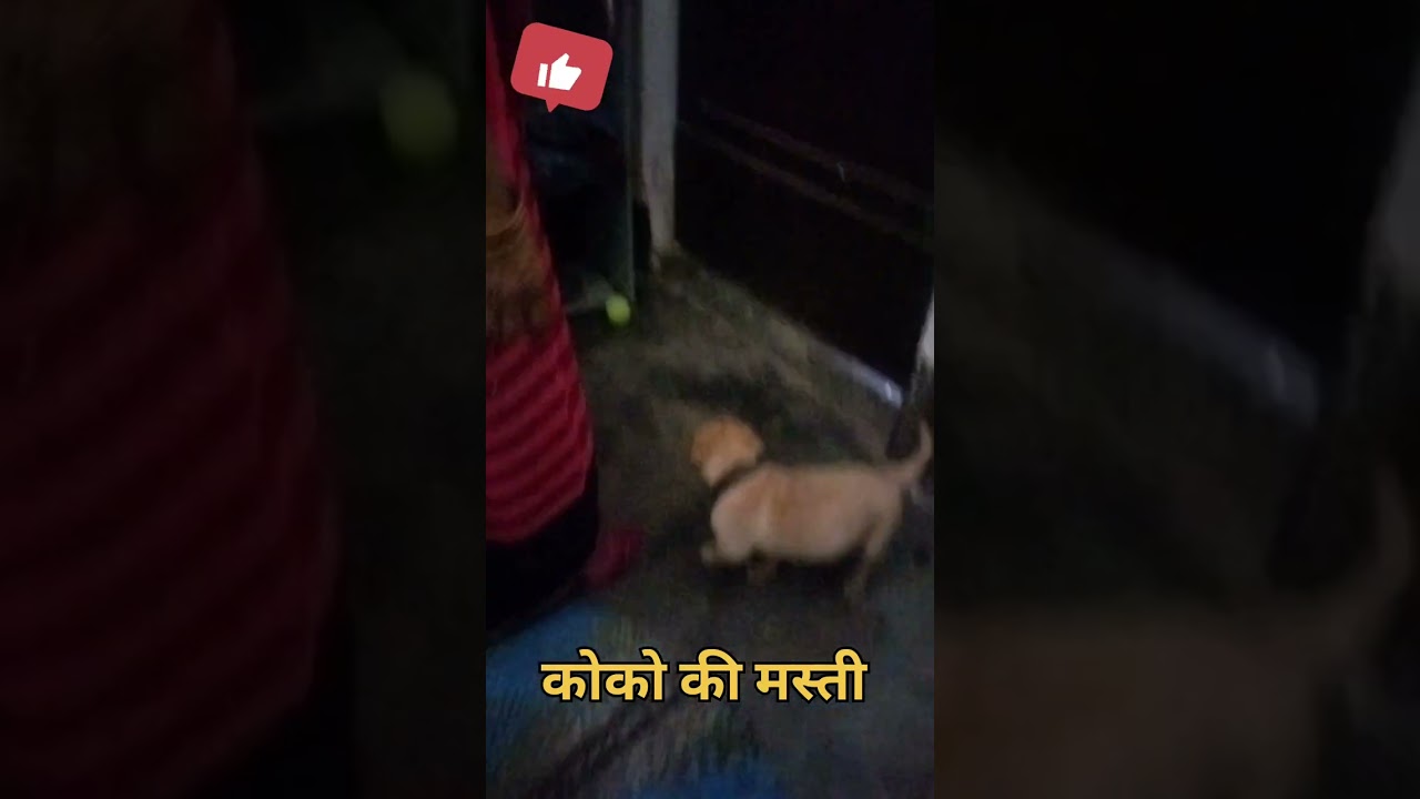coco ki masti