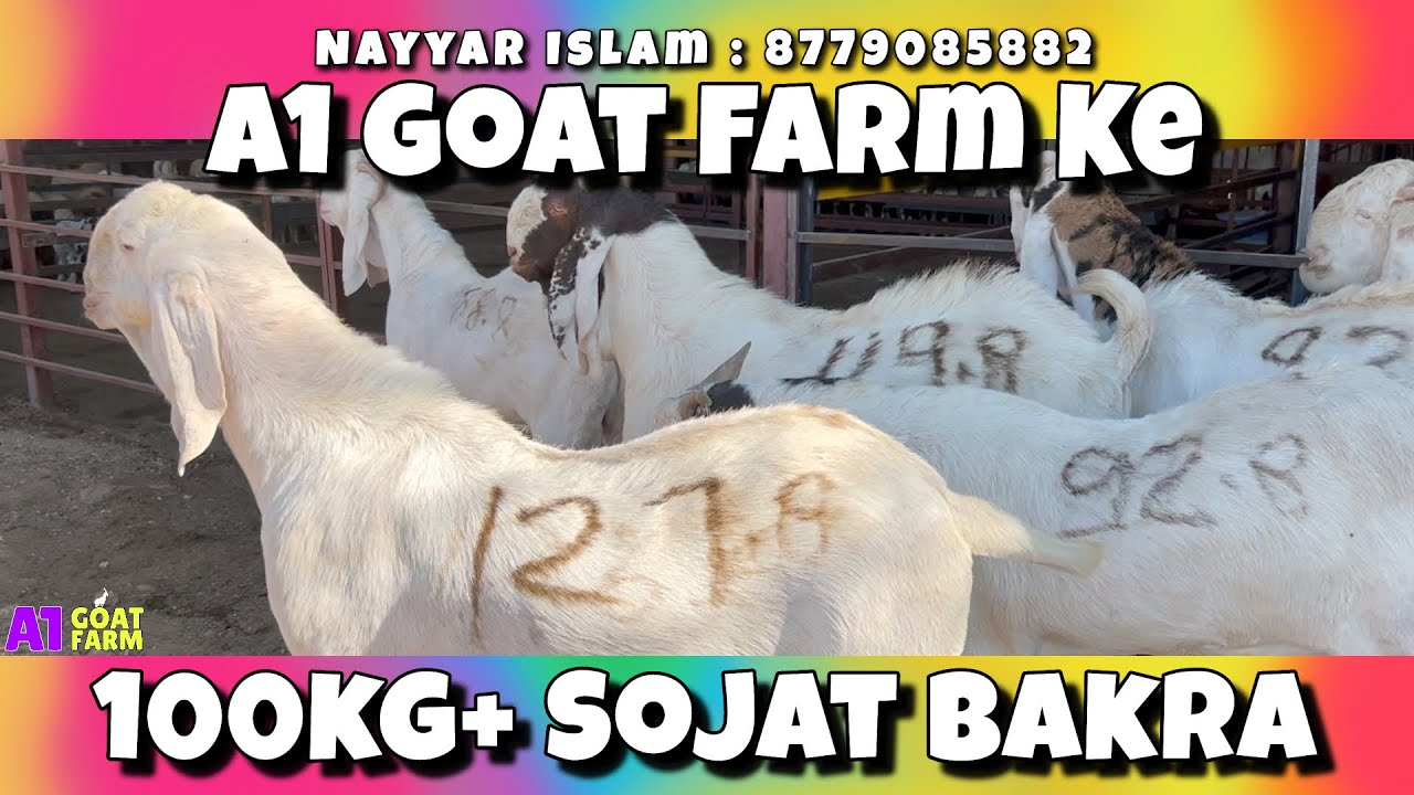 A1 Goat Farm ke 100Kg+ Sojat Bakra For Sale | A1 Goat Farm
